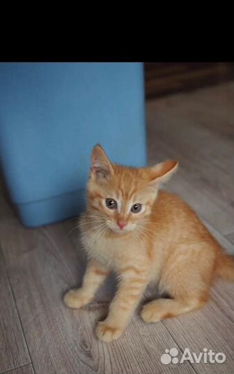 Котенок Рыжее Солнышко в поисках семьи