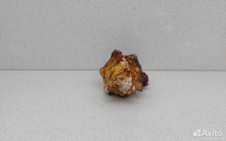 Торрефактус 13 морская ракушка раковина