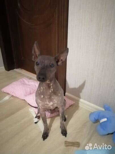 Американский голый терьер