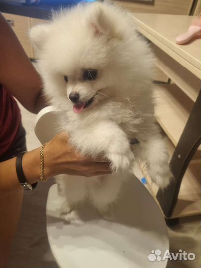 Померанский шпиц мини