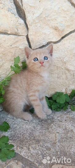 Котята в добрые руки бесплатно