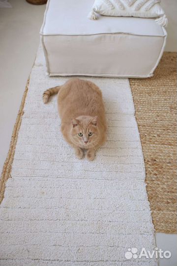 Кот 5+ кг