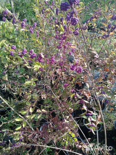 Красивоплодник