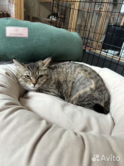 Кошка