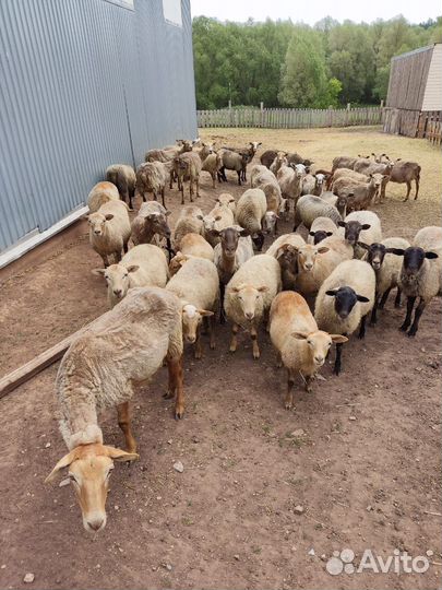 Ярочки, катумские романовские помеси