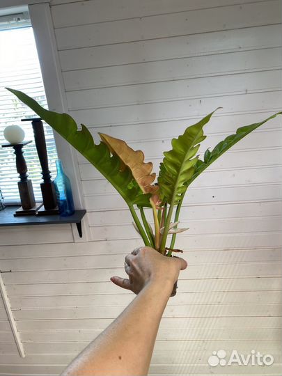 Ароидные разные