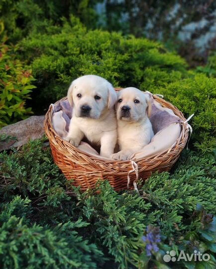 Щенки лабрадора