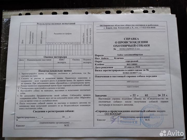 Продажа щенка лайки