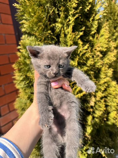 Шотландская