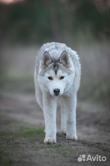 Сибирский хаски, девочка