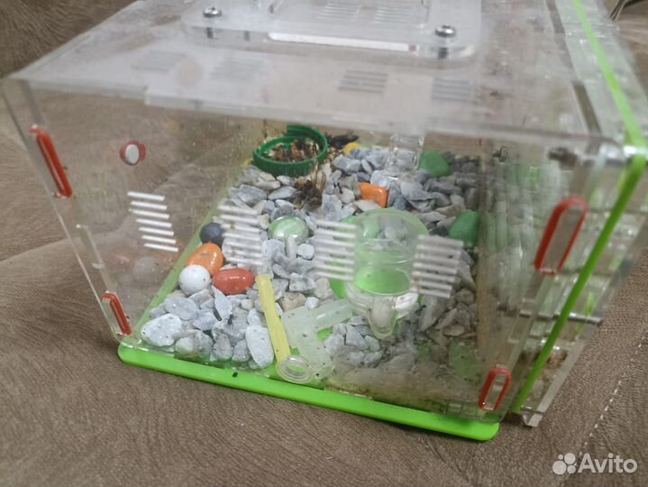 Формикарий -муравьиная ферма