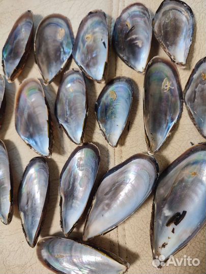 Раковины мидий