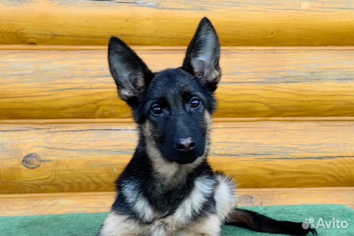 Щенок немецкой овчарки