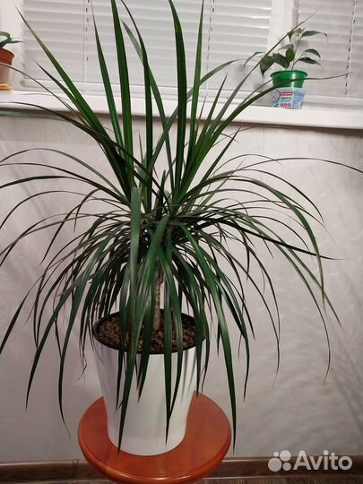 Комнатные растения цветы:кротон,фикус бендж,драцен