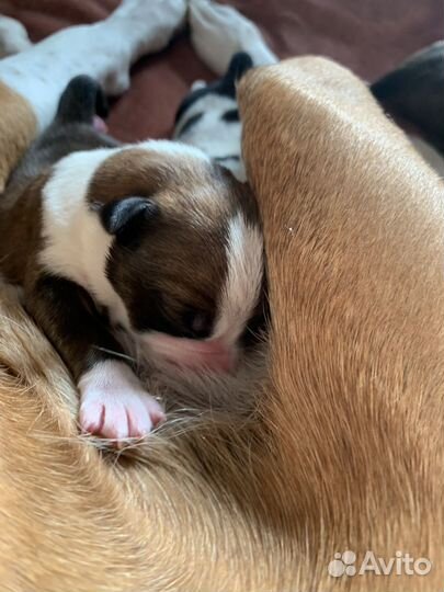 Щенки амстаффа