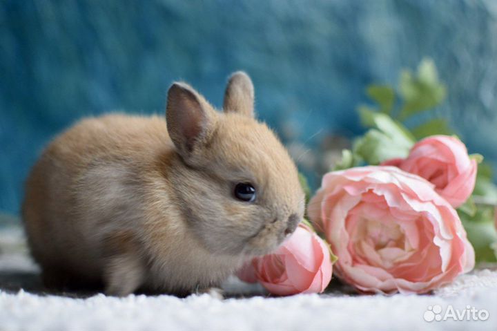 Ваш карликовый кролик