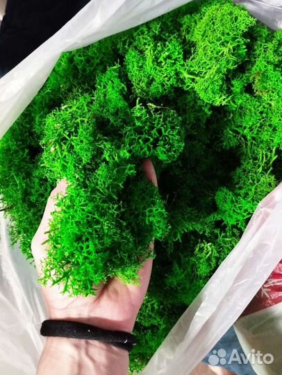 Мох стабилизированный 2 сорт