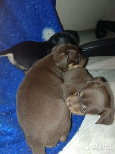 Щенки той терьер