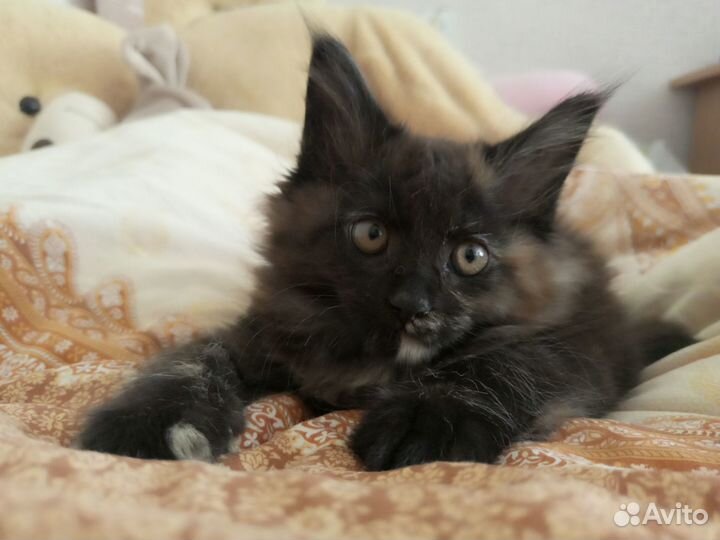 Котëнок мейн-кун