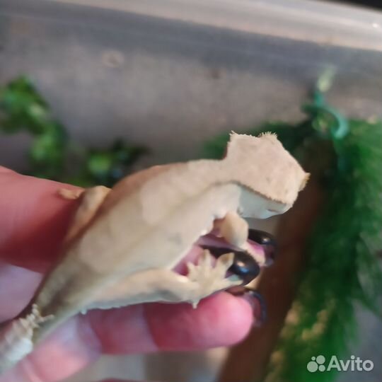 Реснитчатый бананоед