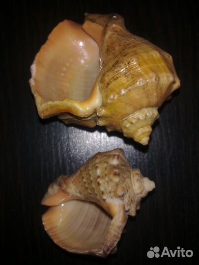 Ракушка(СССР)