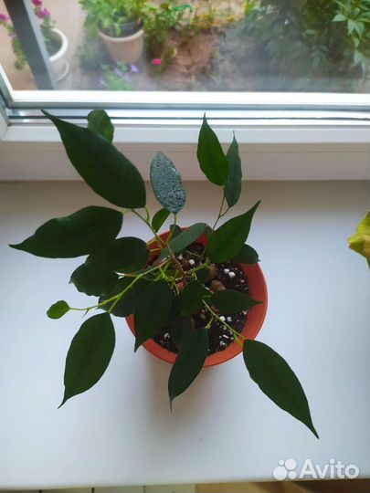 Фикус бенджамина