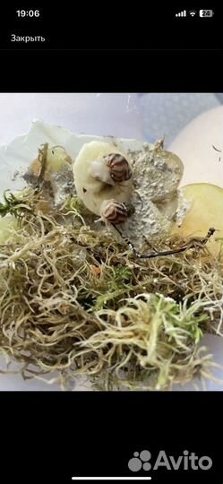 Улитки ахатины