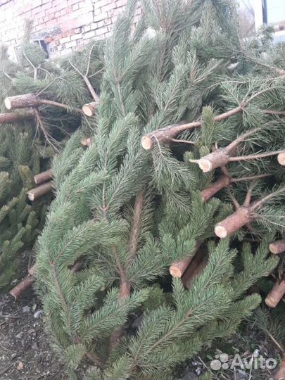 Сосна, ель, лапник, пихта