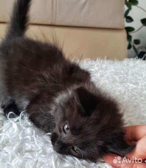 Котик в добрые руки