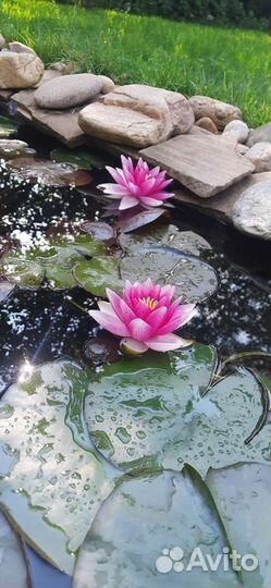 Нимфея Attraction, взрослая и детки