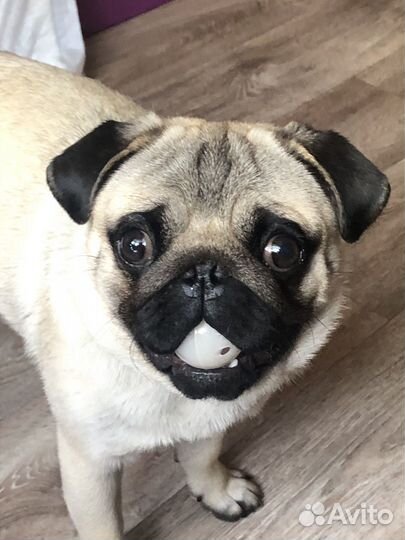 Мопс вязка мальчик