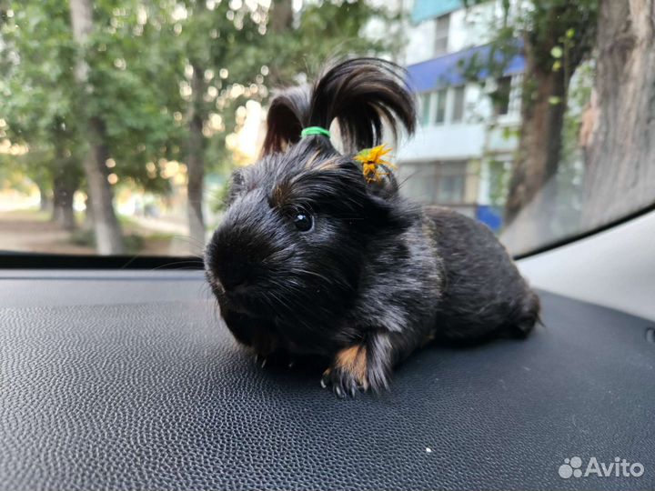 Морские свинки. Работает до21ч. Питомник