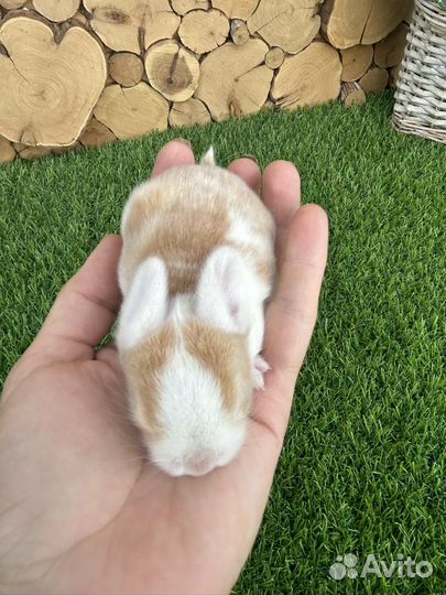 Большой выбор породистых декоративных кроликов