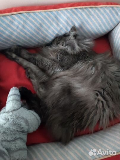 Кошка Буня в добрые руки