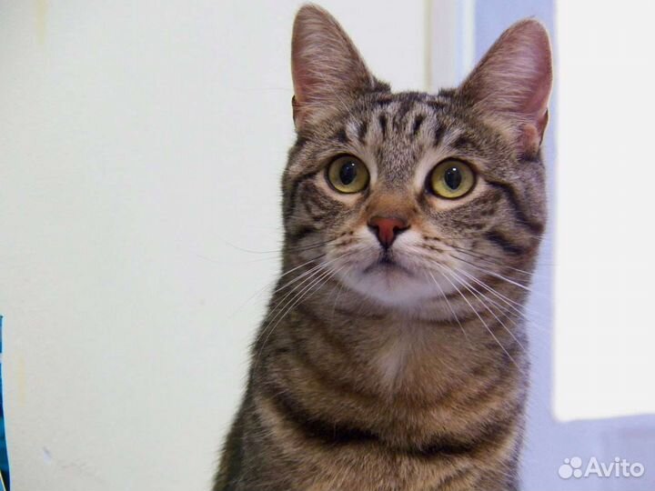 Кошка в добрые руки