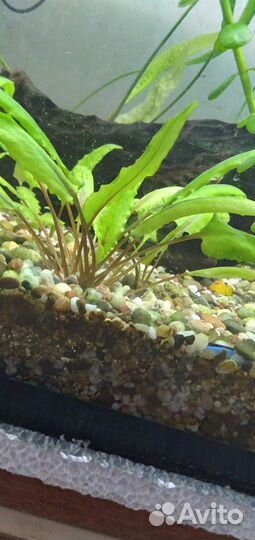Аквариумные рыбки и растения