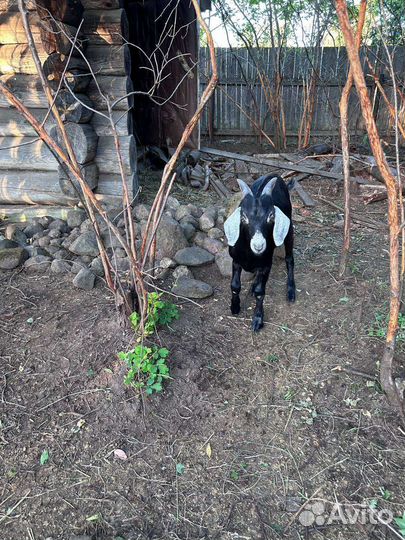 Нубийские козлик и козочка, альпийский козлик