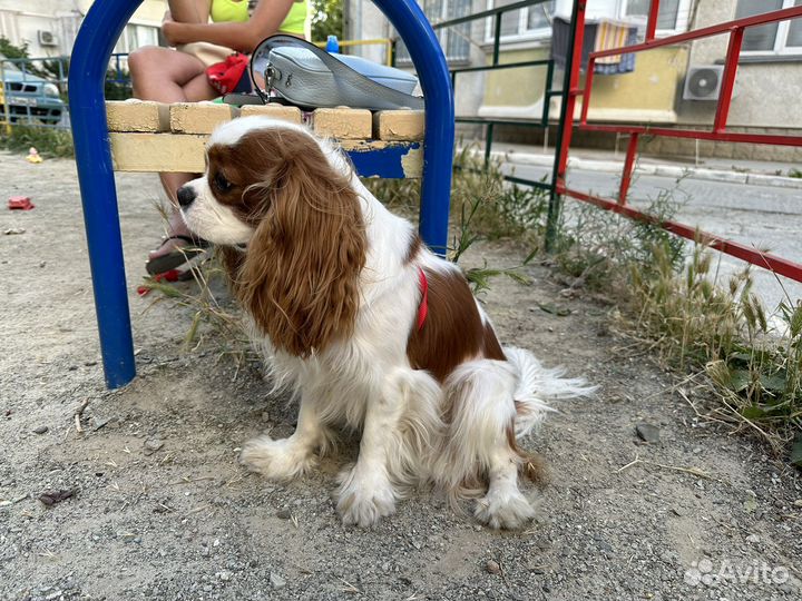 Кинг чарльз спаниель