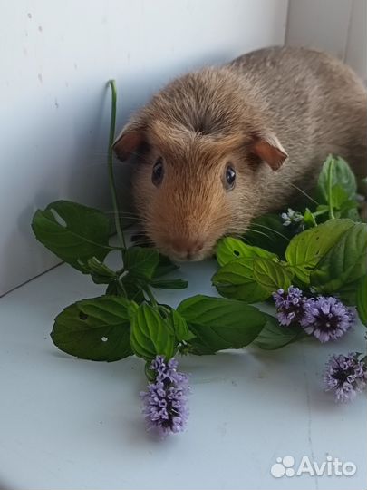 Морские свинки