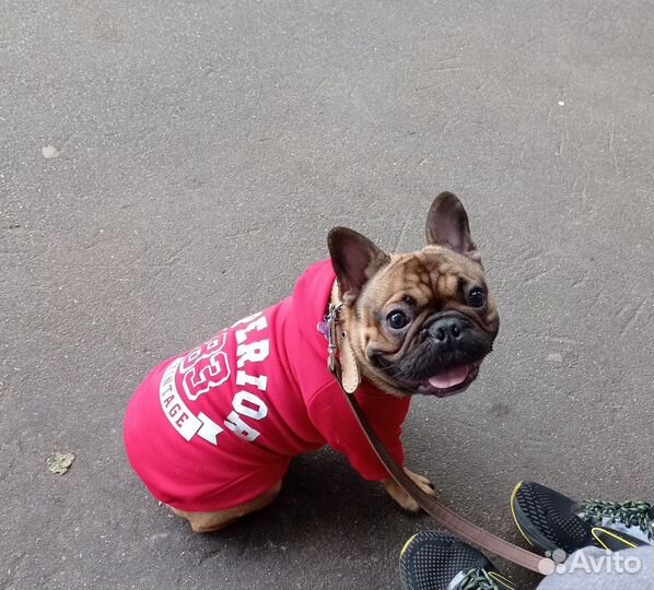 Собака на фотосессию