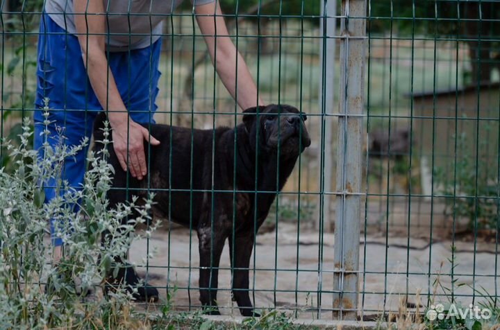 Собака в добрые руки отдам бесплатно