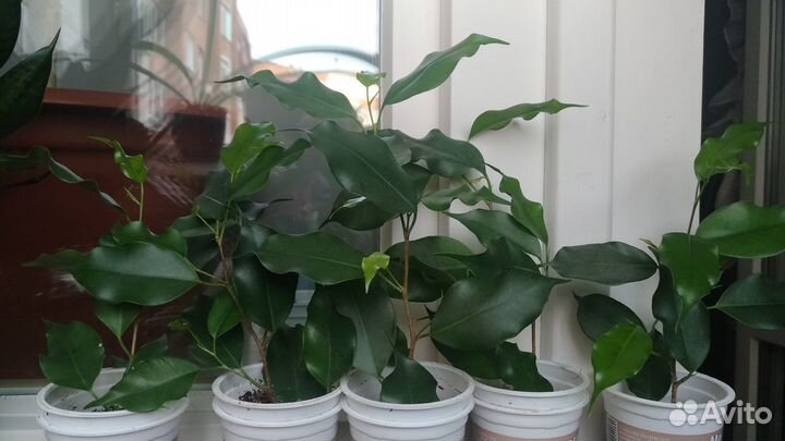 Молодые фикусы Бенджамина
