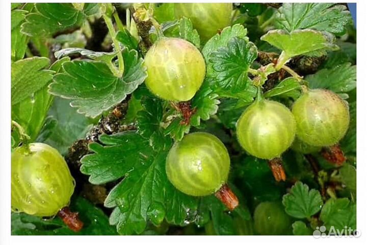 Саженцы крыжовник