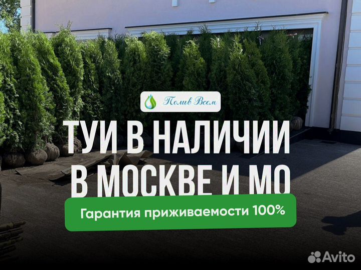 Туя Брабант Смарагд Колумна