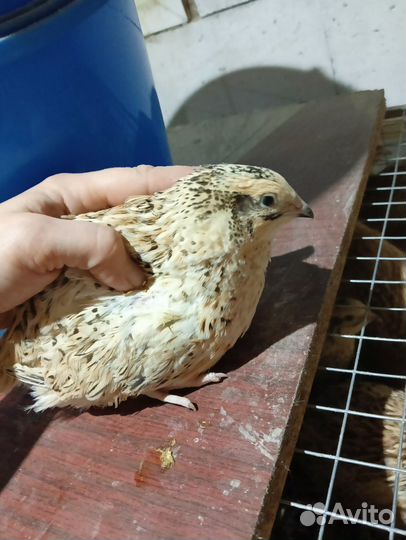 Перепела продажа
