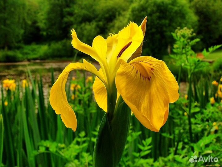 Декоративные цветы, семена, большой выбор