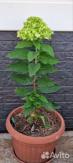 Гортензия BG