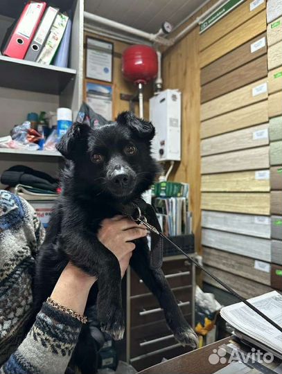 Пушистик потеряшка