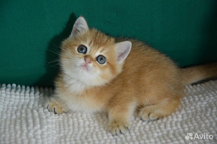 Золотые, с прививками