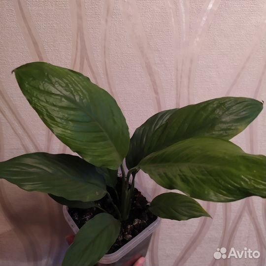 Спатифиллум